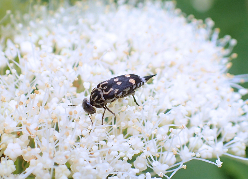 Hoshihananomia octopunctata (Eight-spotted Tumbling Flower Beetle)