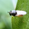 Odontomyia