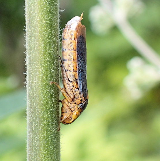 Oncometopia orbona (Broad-headed Sharpshooter)