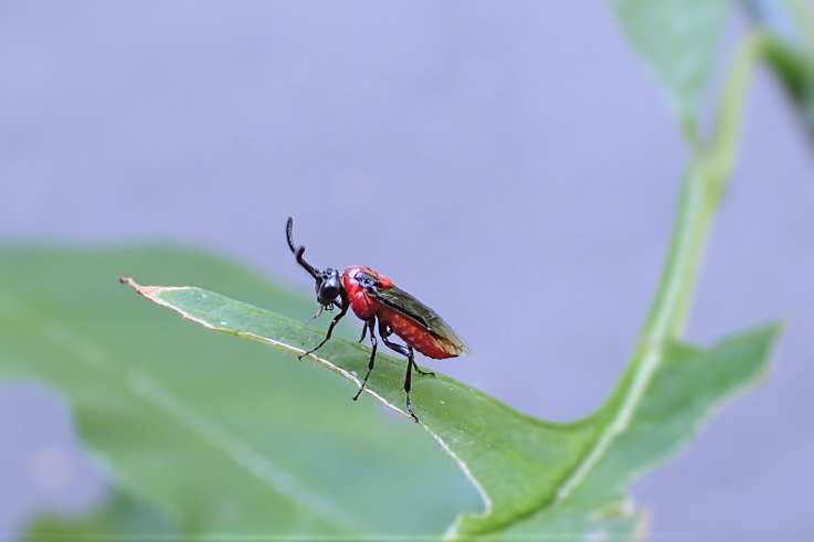 Arge coccinea