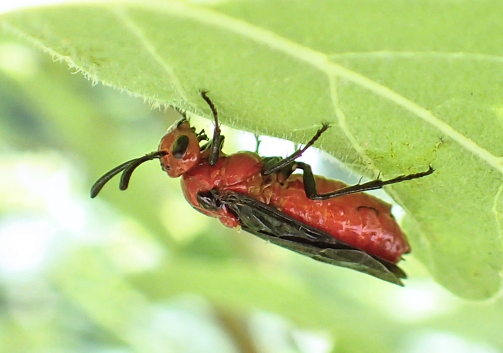 Arge coccinea