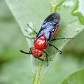 Arge coccinea