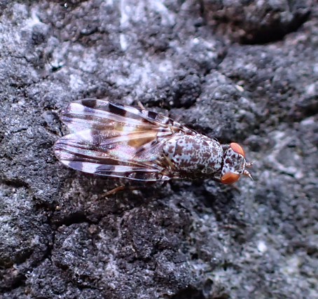 Pseudotephritis vau