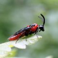 Arge coccinea