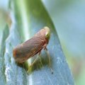 Jikradia olitoria