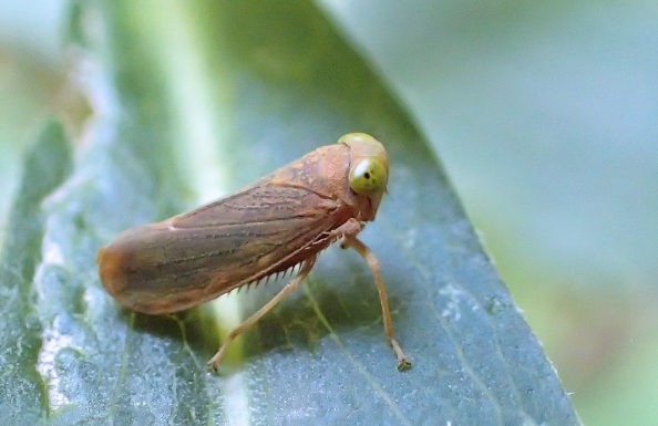 Jikradia olitoria (Coppery Leafhopper)