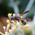 Leucospis affinis