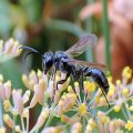 Isodontia mexicana