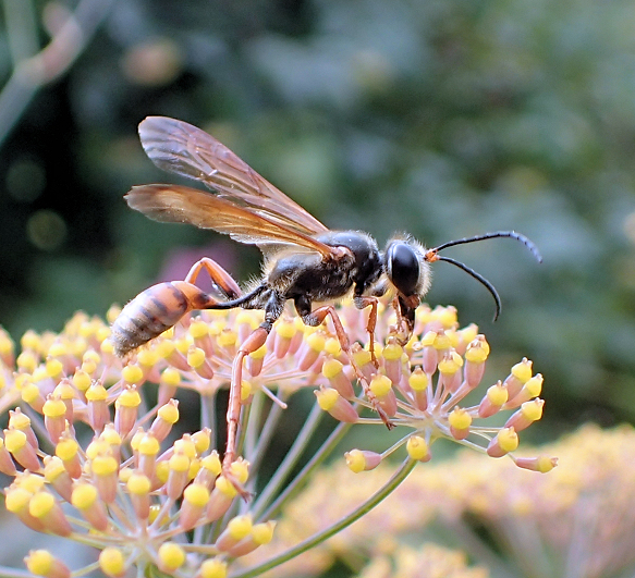 Isodontia elegans (Elegant Grass-carrying Wasp)