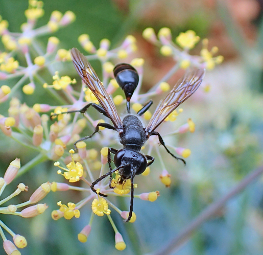 Isodontia mexicana (Mexican Grass-carrying Wasp)