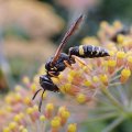 Philanthus gibbosus