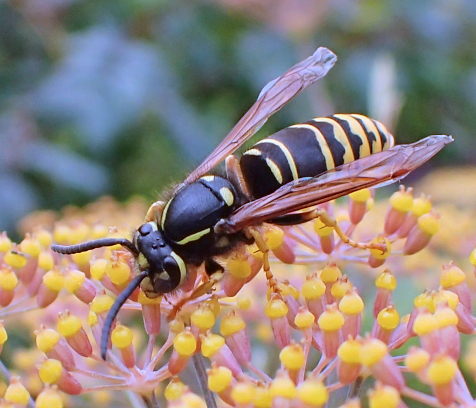 Vespula vidua (Widow Yellowjacket)