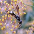 Cerceris