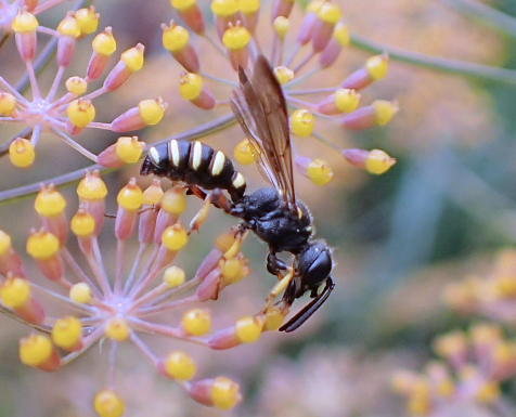Genus Cerceris (Typical Weevil Wasps and Allies)