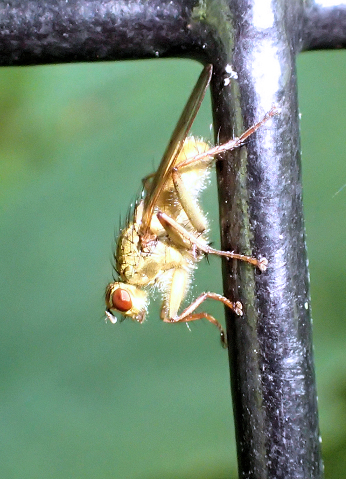 Genus Scathophaga