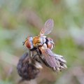 Gymnoclytia