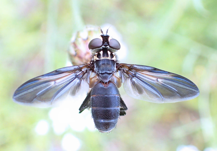 Trichopoda lanipes