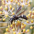 Cerceris fumipennis