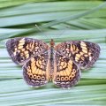 Phyciodes tharos