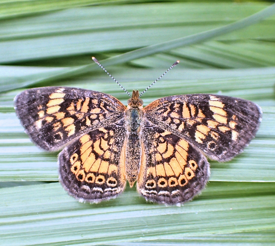Phyciodes tharos (Pearl Crescent)