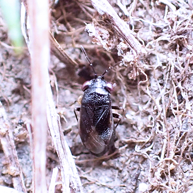 Genus Geocoris