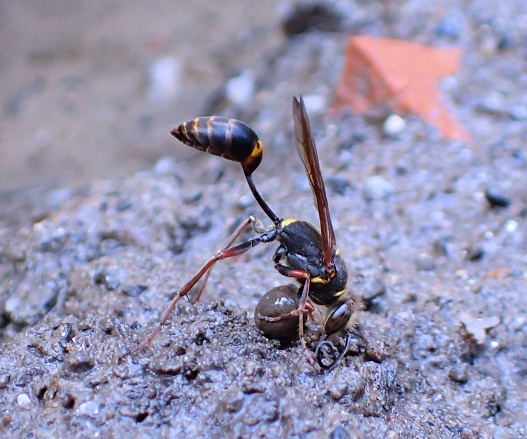 Sceliphron curvatum (Asian Mud-dauber Wasp)