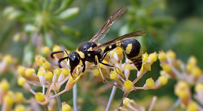 Genus Eumenes