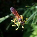 Sceliphron caementarium