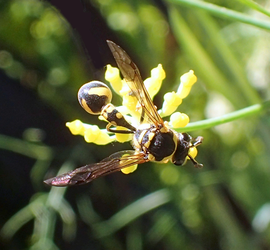 Genus Eumenes