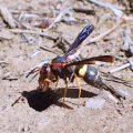 Euodynerus crypticus