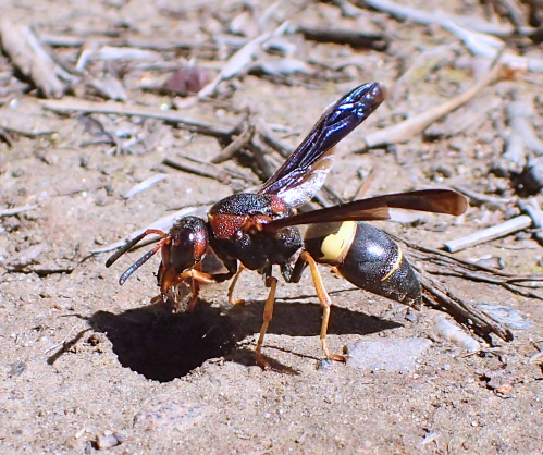 Euodynerus crypticus