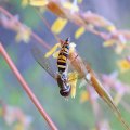 Toxomerus politus