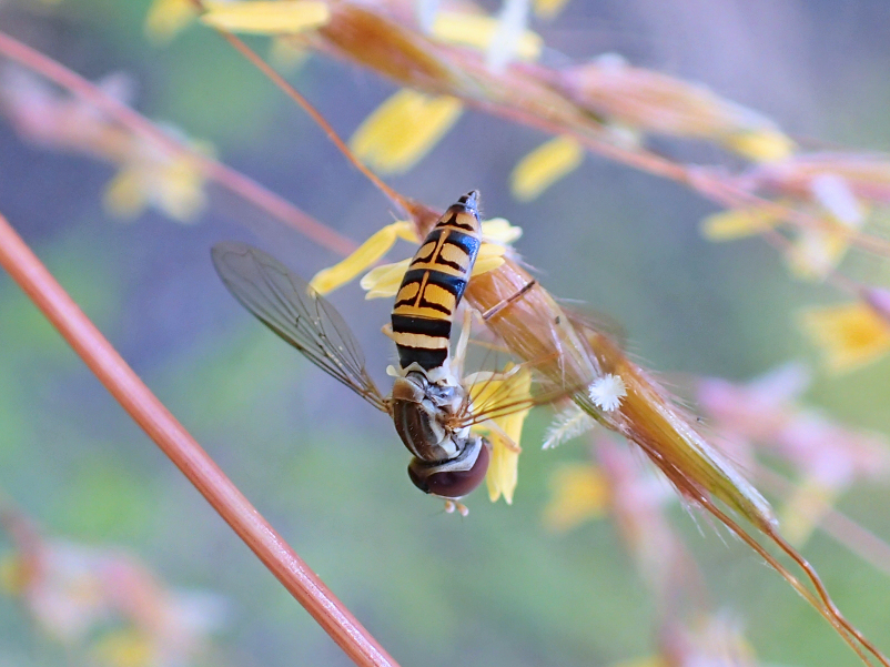 Toxomerus politus (Maize Calligrapher Fly)