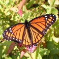 Limenitis archippus