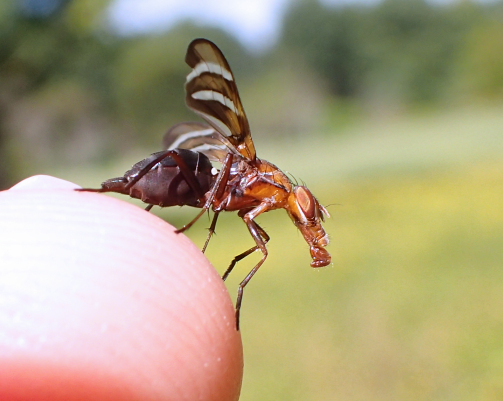 Tritoxa incurva