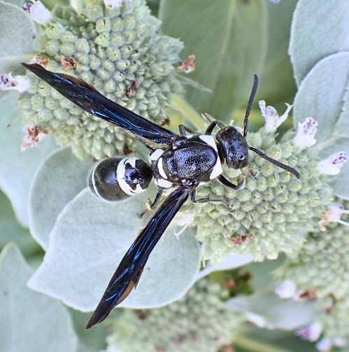 Pseudodynerus quadrisectus