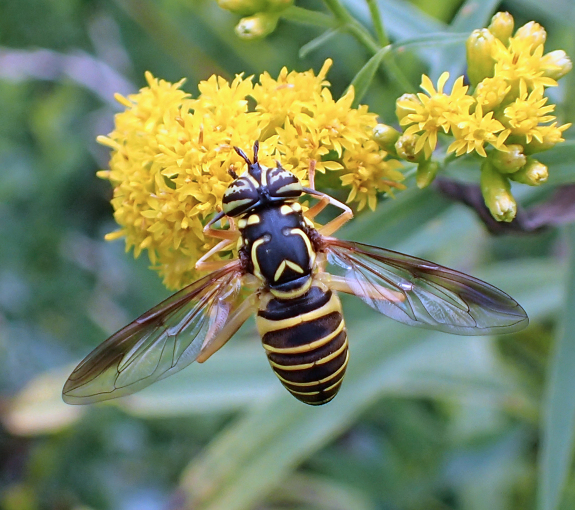 Spilomyia longicornis (Eastern Hornet Fly)