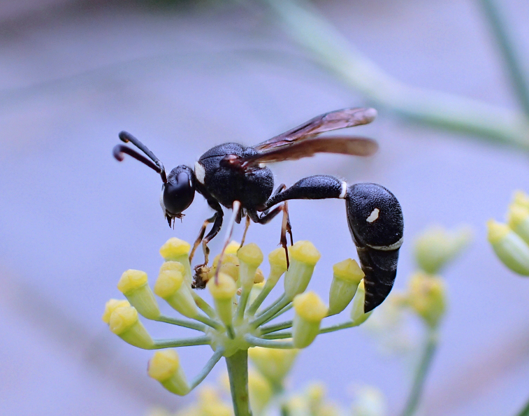 Eumenes fraternus (Fraternal Potter Wasp)