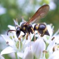 Ancistrocerus campestris