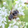 Belvosia unifasciata