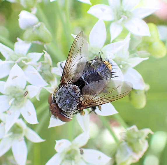 Belvosia unifasciata