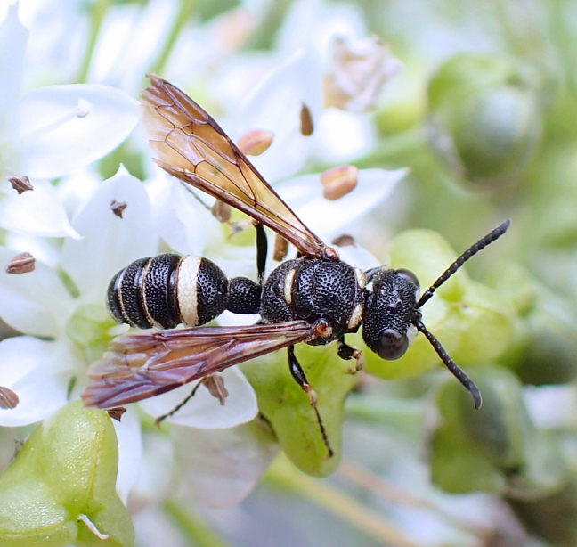 Cerceris fumipennis (Smoky-winged Beetle Bandit Wasp)