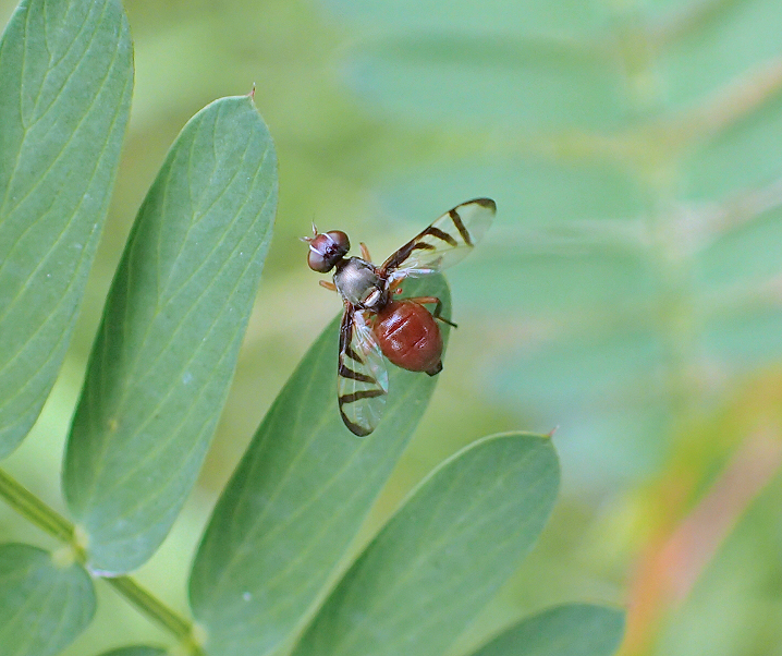 Genus Rivellia