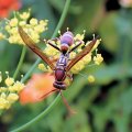 Polistes exclamans