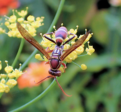 Polistes exclamans (Common Paper Wasp)