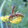 Polistes exclamans