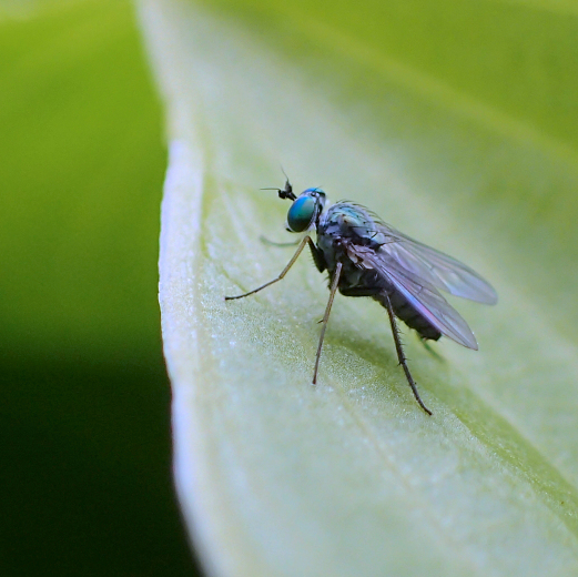 Family Dolichopodidae (Long-legged Flies)