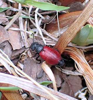 Tricrania sanguinipennis (Blood-winged Blister Beetle)