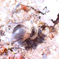 Cephenemyia