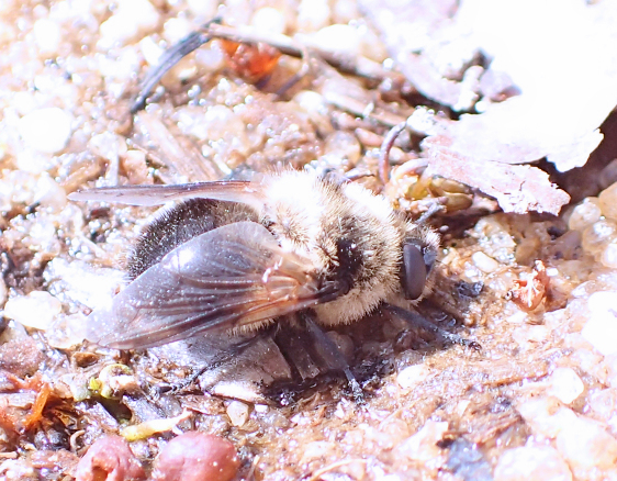 Genus Cephenemyia